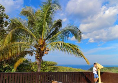 Widok na palmę i Morze Karaibskie