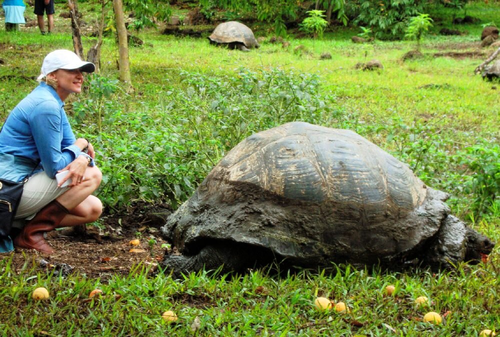 Spotkanie z żółwiem w czasie wyprawy na Galapagos i do Ekwadoru