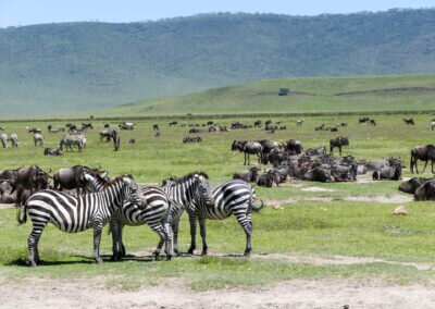 safari w Afryce Tanzania krater Ngorongoro
