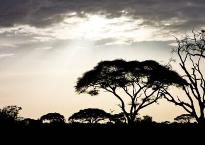 Pożegnanie z Afryką krajobraz sawanny w Tanzanii