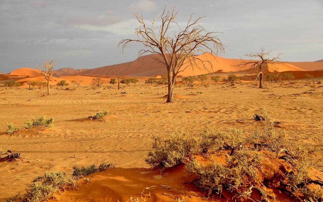 Namibia, wydmy i suche drzewa na pustyni Namib