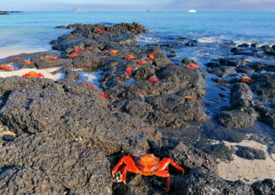 Czerwone kraby na czarnej wulkanicznej skale na Galapagos, Ekwador